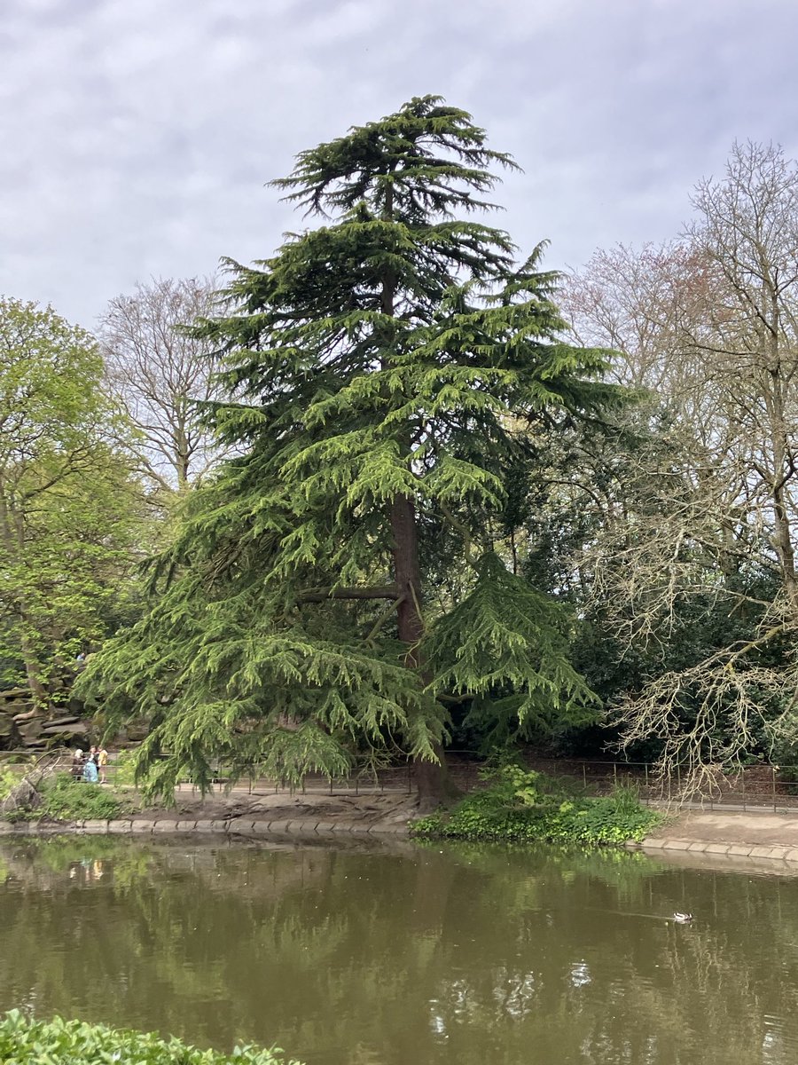 You see quite a lot of cedars about like this with stiff but downward pointing branches. Could they be C.deodara hybrids? This one’s in Birkenhead Park.