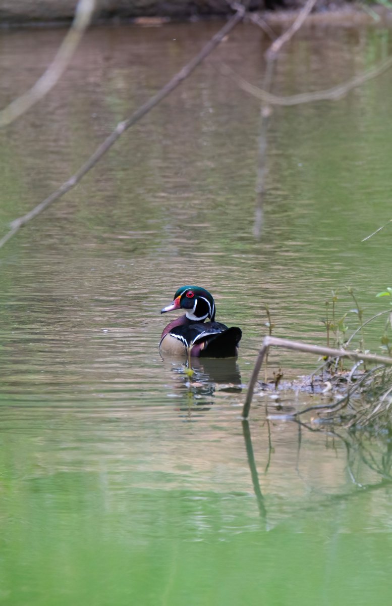 dcfeng's tweet image. Wood duck