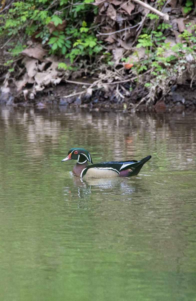 dcfeng's tweet image. Wood duck