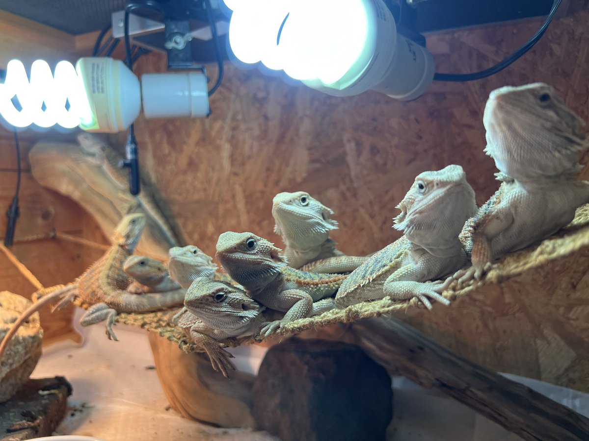 umaioishi's tweet photo. ハンモックの上大人気☀️
#ウィットブリッツ
#witblits
#witblitsbeardeddragon
#hetwitblits
#フトアゴヒゲトカゲ
#Centralbeardeddragon
#Pogonavitticeps
#beardeddragon
#もうすぐイベント
#NewReptilesDay
#ニューレプ https://t.co/peM0KabTZ7