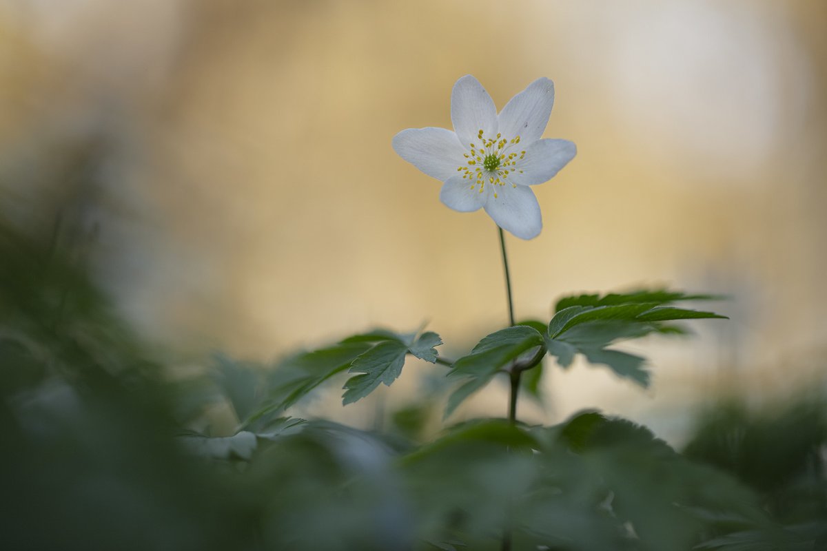 Daniel Trim tweet media