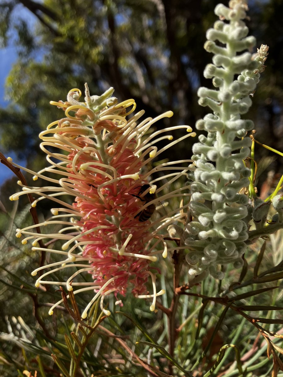 @RCederfjard Early morning nectar collecting from grevillea flower