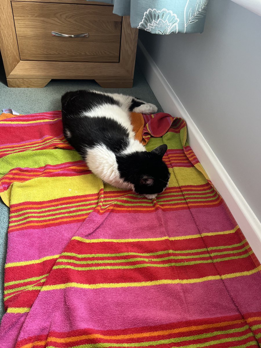 I’m sunbathing on my beach towel #catsoftwitter #Caturday