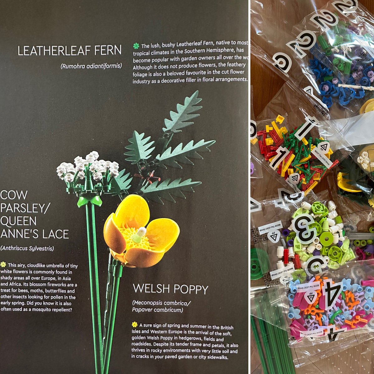 Finally getting around to some of my birthday @LEGO_Group flowers. I love how there’s info about the flowers too #ScienceIsEverywhere #BeCurious