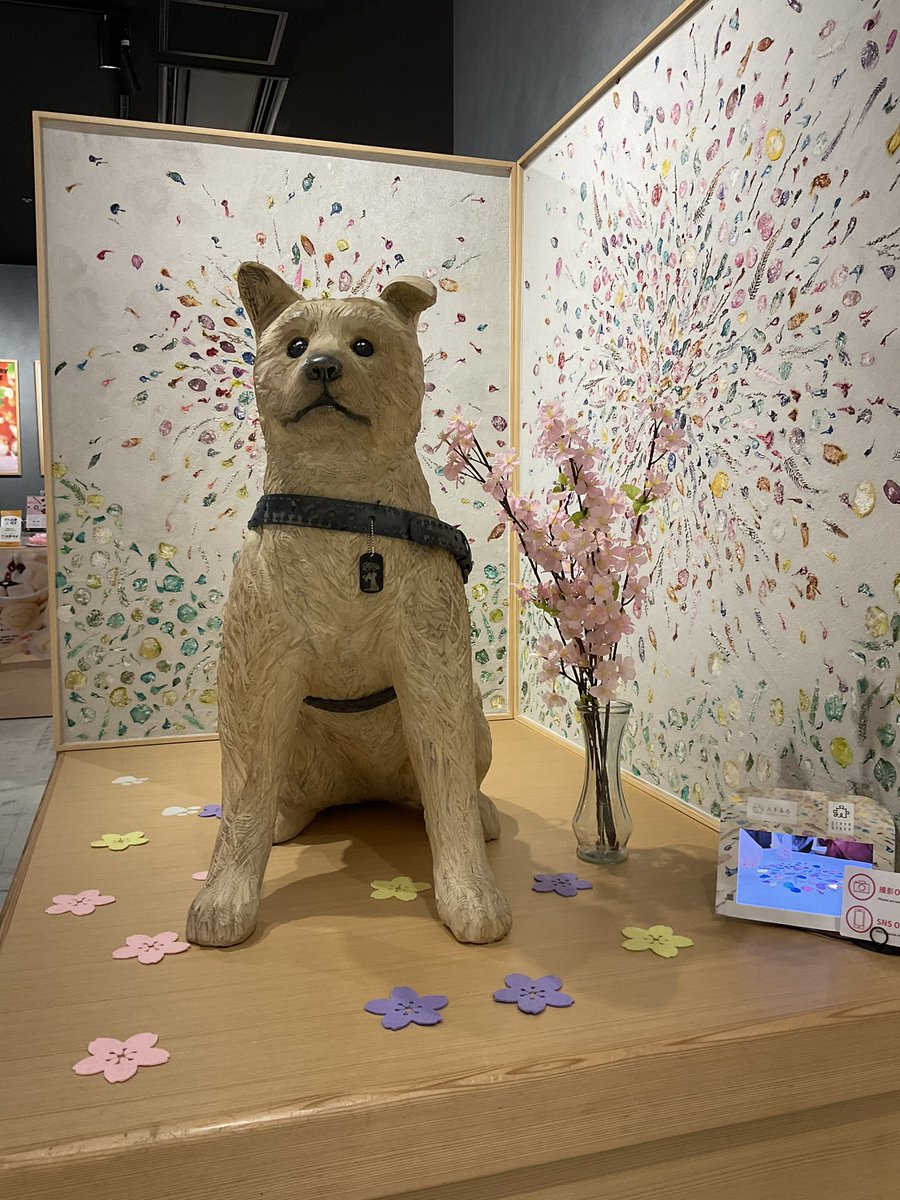 #ハチふる Instagram Live ありがとうございました❗️ GWもハチふるの皆さんにお会いできることを楽しみにしています♪ #akita #hachiko #ハチ公 #秋田犬の保存保護