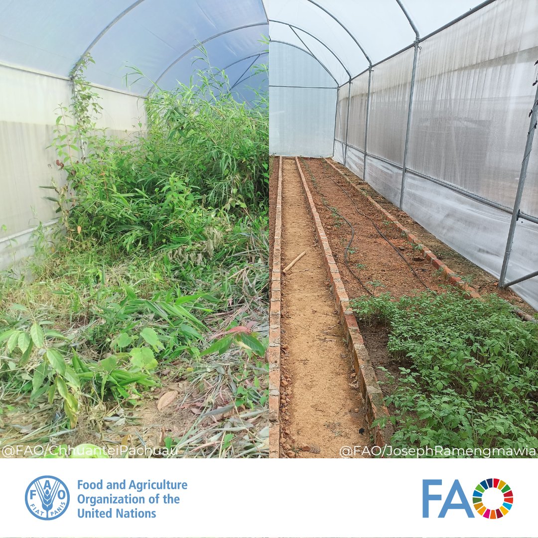 .@FAO & Mizoram Govt. are supporting locals in Bunghmun & Tleu villages under the @theGEF funded #GreenAg project. 7 defunct greenhouses are being revived to support 163 SHG members with high-quality vegetable seedlings, ensuring year-round production & boosted incomes.
#4Betters