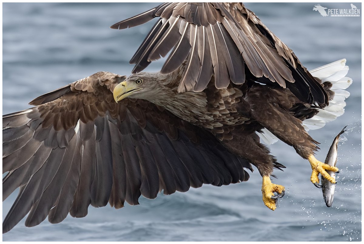 White-Tailed Eagle - a female making a splash beside the boat we were watching from. #whitetailedeagle #Mull #ThePhotoHour #naturelovers #Scotland #workshop @mullcharters