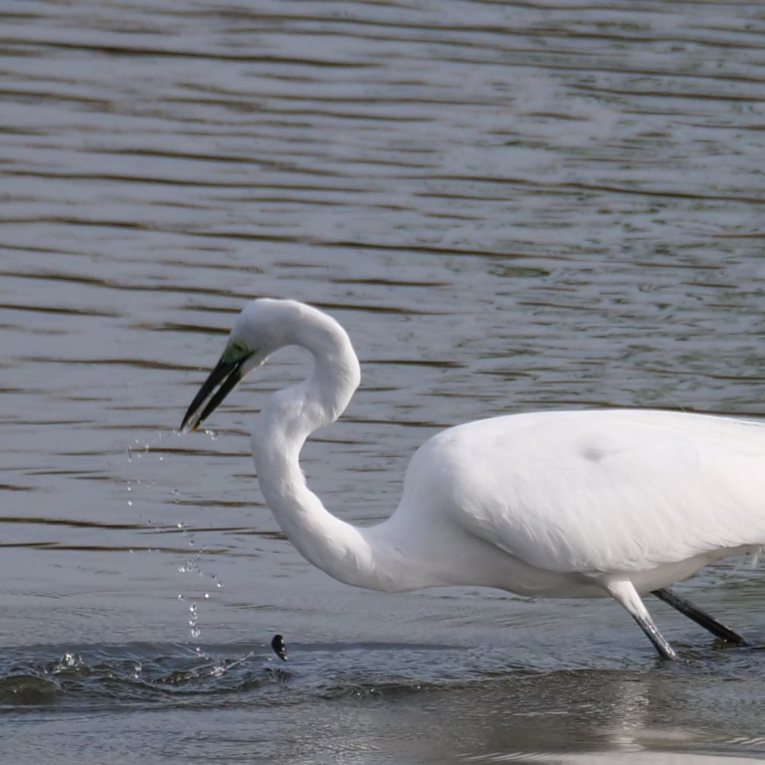 あらら...くわえたもの落っことしちゃった？
＃ダイサギ ＃野鳥