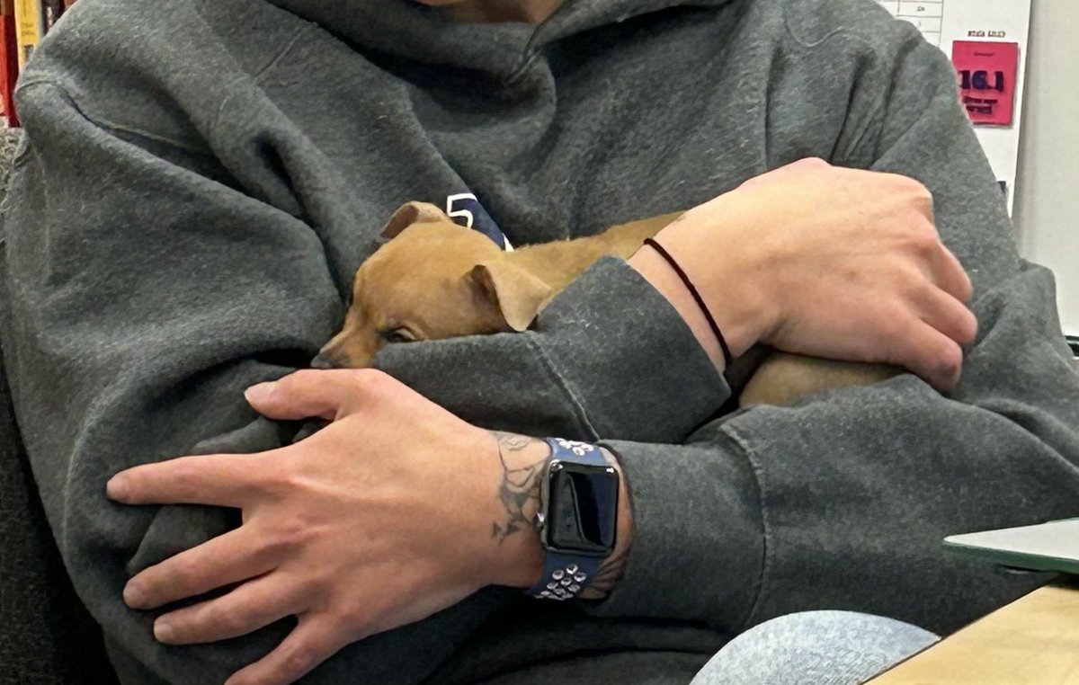 BASD Clearview🐾 tweet media