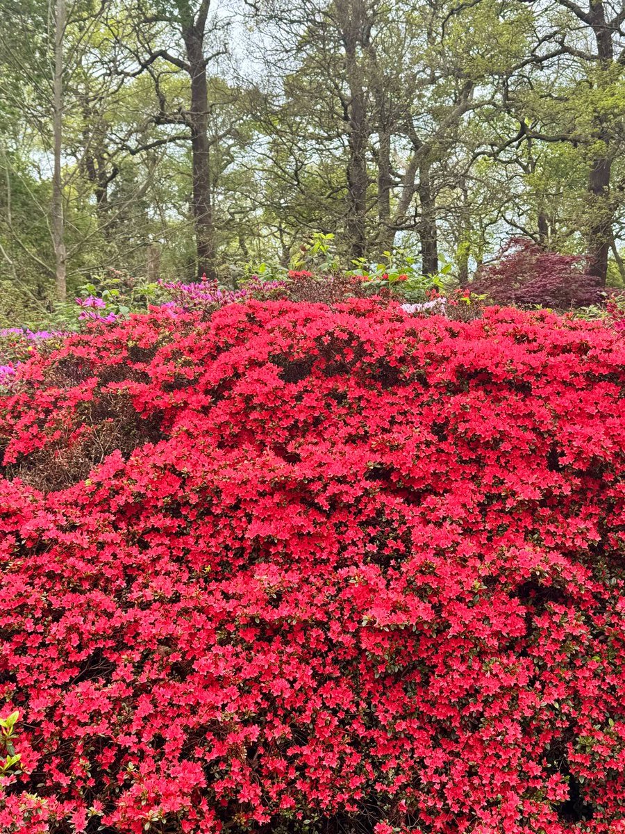 A feast for the eyes - the vivid spring colours at the Isabella Plantation in Richmond Park, hoping the warm weather will finally find its way back to London.