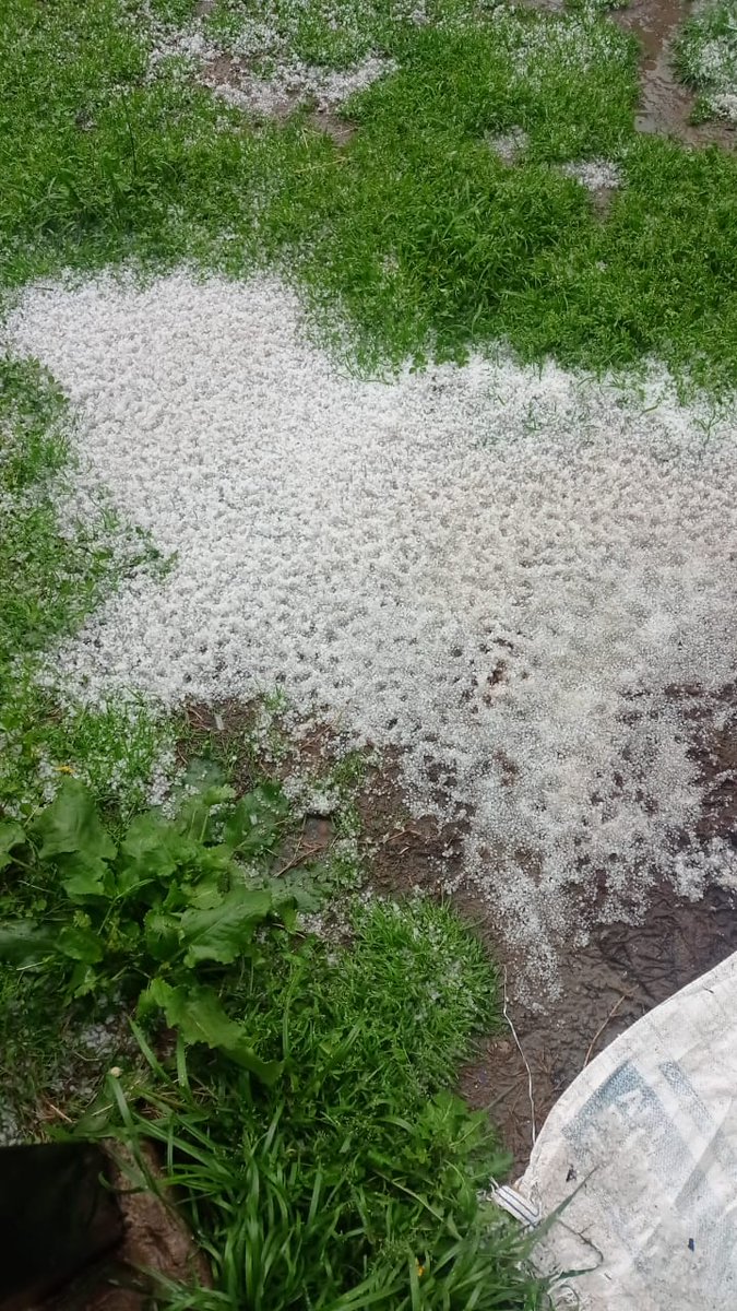 Intense hailstorm recorded in Sugoo, tharina, molu,  & Dangerpora Villages of Shopian district.