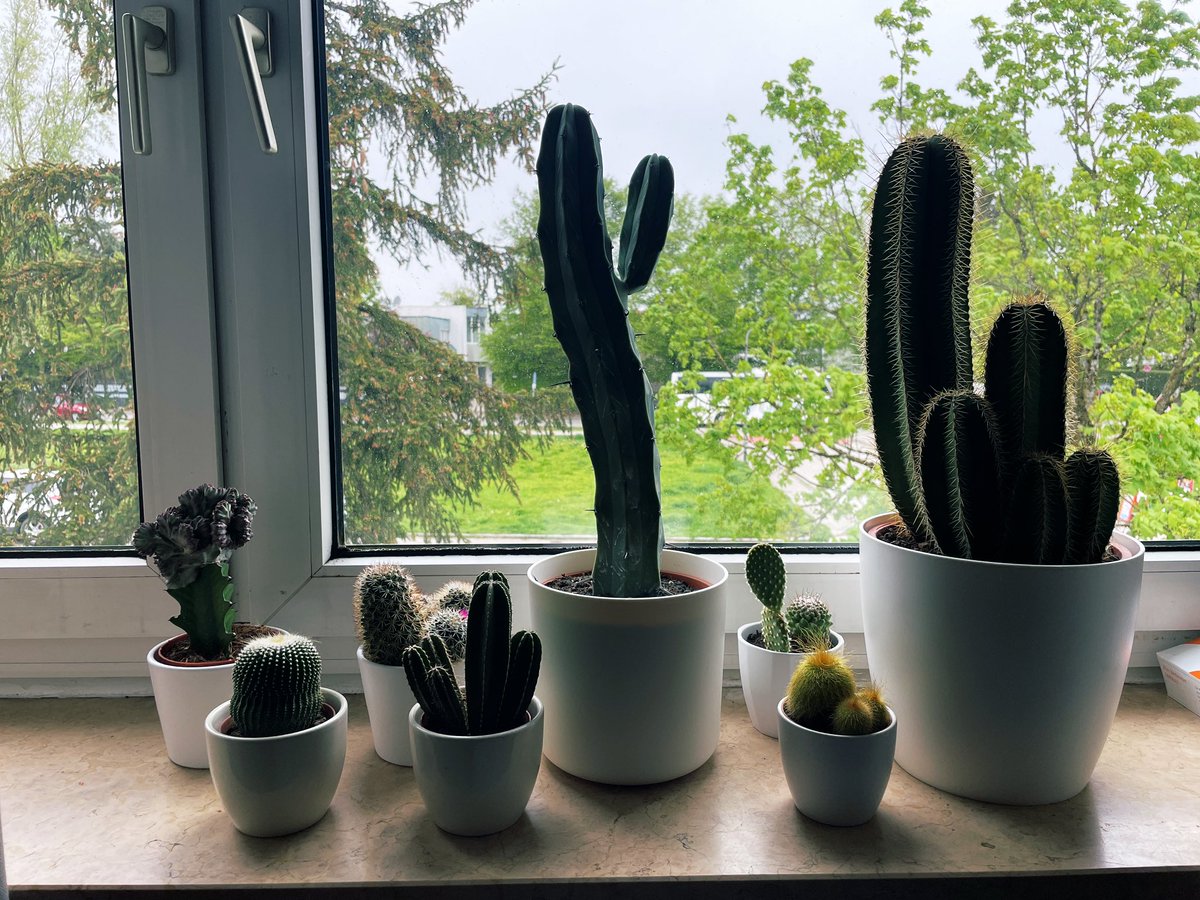 fatcatcinemaPH's tweet photo. Ну люблю я «немножко» кактусы 🌵 https://t.co/UOMVboas5l