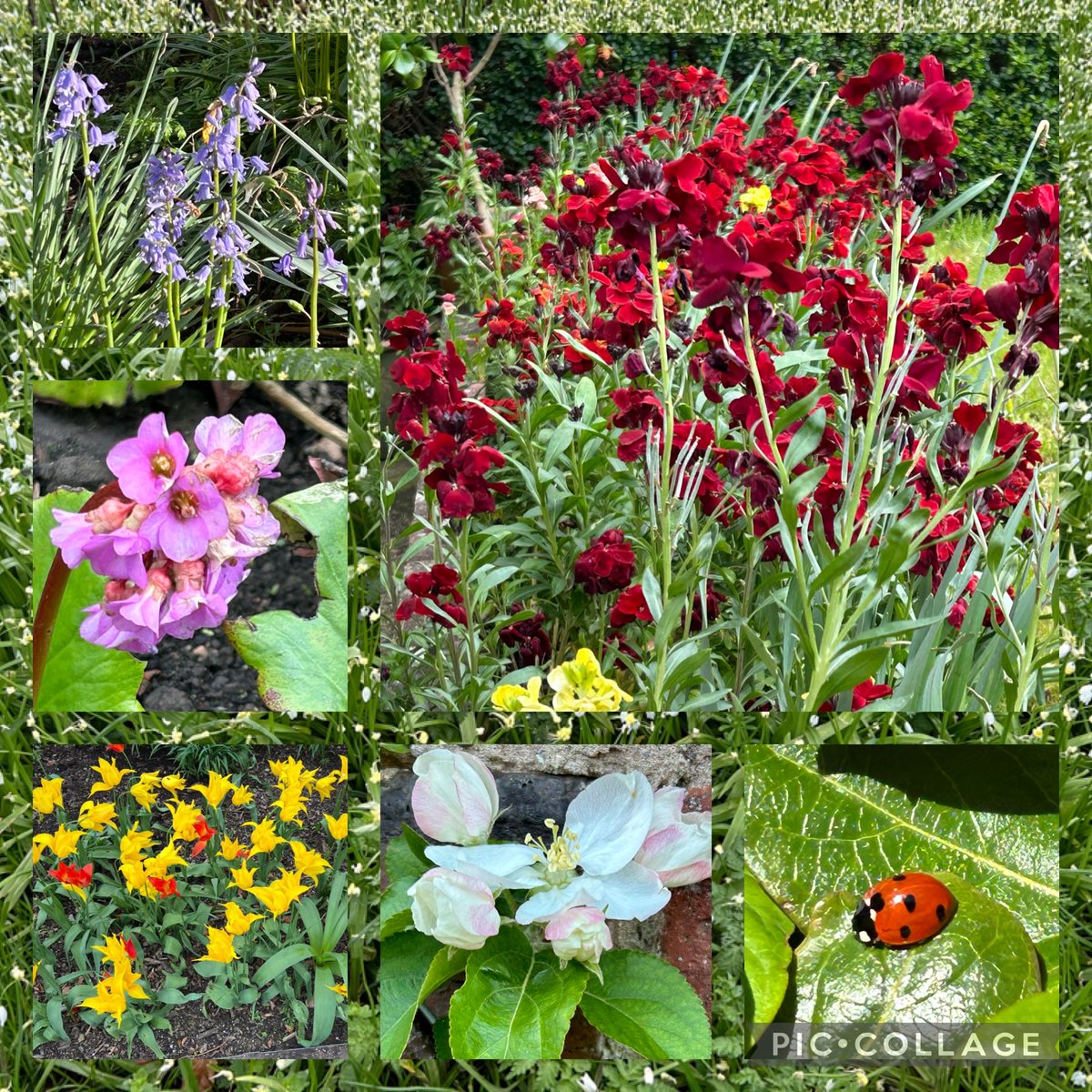 Colour in the garden this week, bluebells, wintermarchen, wallflowers, tulips and apple blossom, also with lovely ladybirds. 🐞 #SixonSaturday #Gardeningtwitter #mygarden