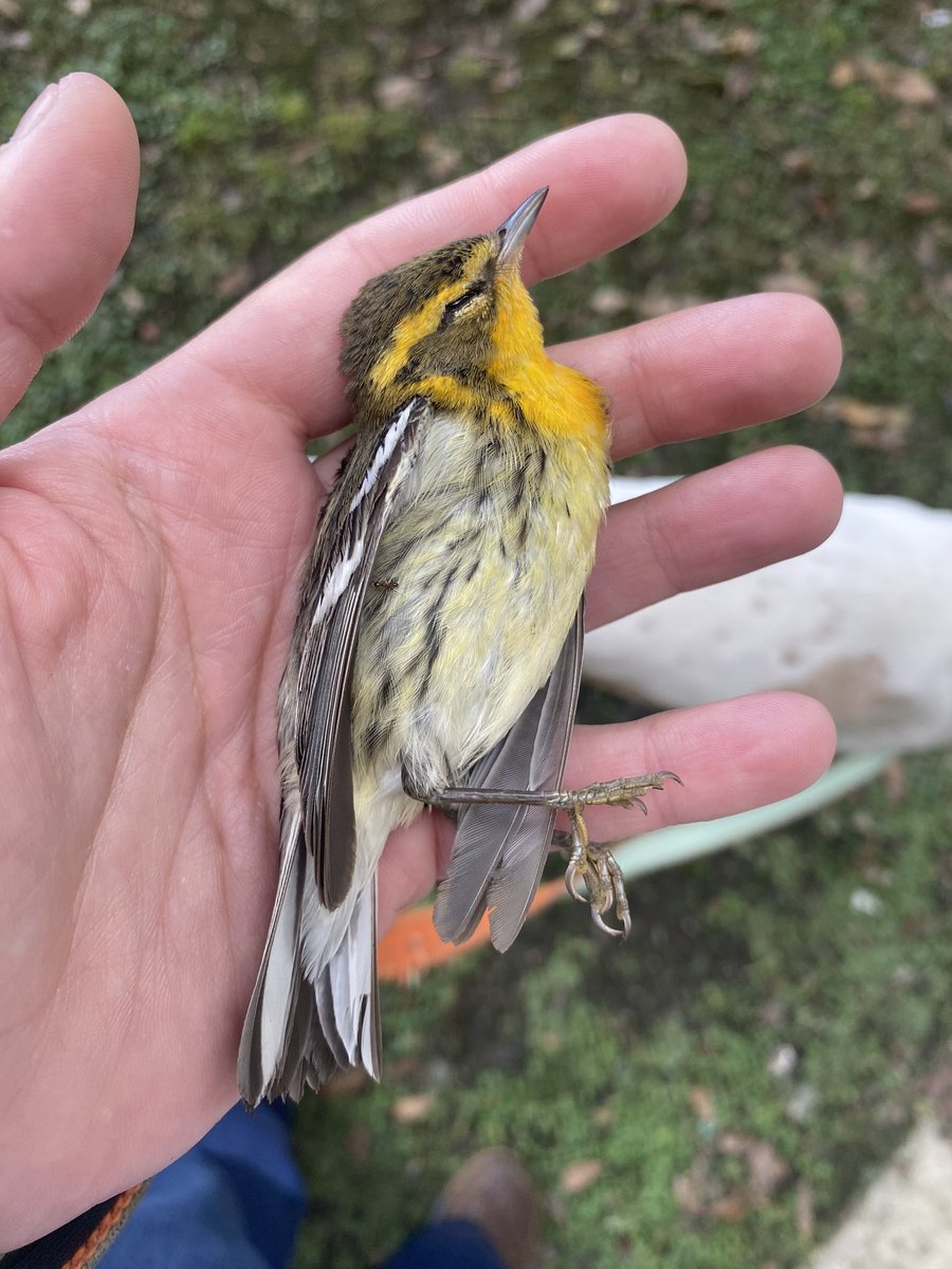 ammcanizares's tweet image. CW || Dead bird

Found this gorgeous Blackburnian Warbler by a building… another one that’s not gonna make it back to the US… #birdmigration #windowcollisions #migration