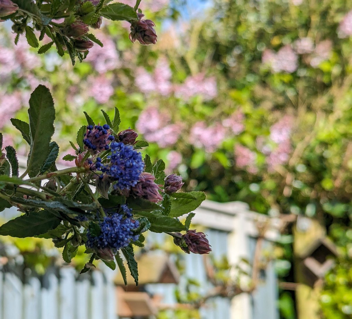 Richtsjes's tweet photo. Maitiid tusken de buien troch! Twa bloeiende seringen: de vulgaris en de Amerikaanse #ceanothus #springsprung https://t.co/O6t1ZG4bIn