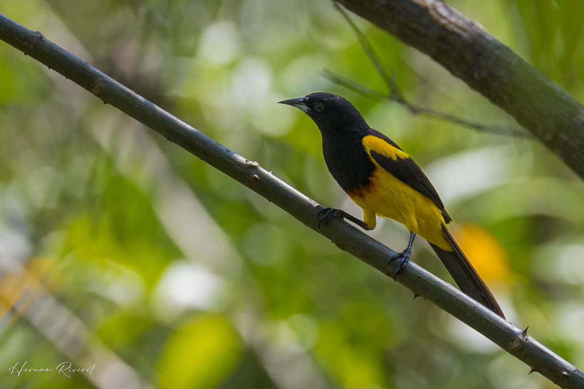 Black-cowled Oriole (Icterus prosthemelas)
Black Rock Lodge, Cayo, Belize
April 2024
#BirdsOfBelize #BirdsSeenIn2024 #birds #birding #birdwatcher #birdphotography #BirdsOfTwitter #BirdsOfX #NaturePhotography