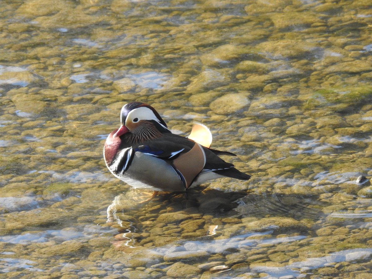 Mandarin Duck at the Stanners in Warkworth. OK, so it may be a bit plastic.  But it is a full on Warkworth 5km patch tick for me. My wife tells me it has been there for a couple of days - Doh! The speed of the grapevine eh?  just like the old days! <a href="/NTBirdClub/">Northumberland & Tyneside Bird Club</a>
