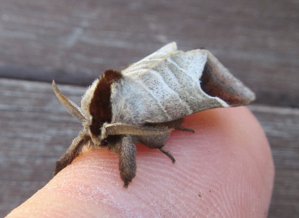 Very pleased to get a handsome Chocolate-tip in last night's #moths, only the second we've seen - last time back in August 2020 #Guernsey