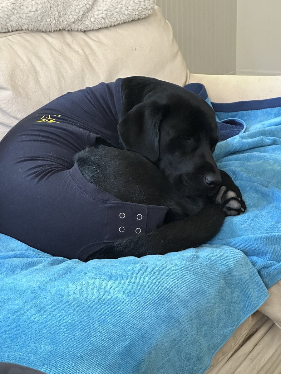 YandellWood's tweet image. He high. High, high, high. Whew. Poor little buddy. #SNIPSNIP  #DOGSOFCRE