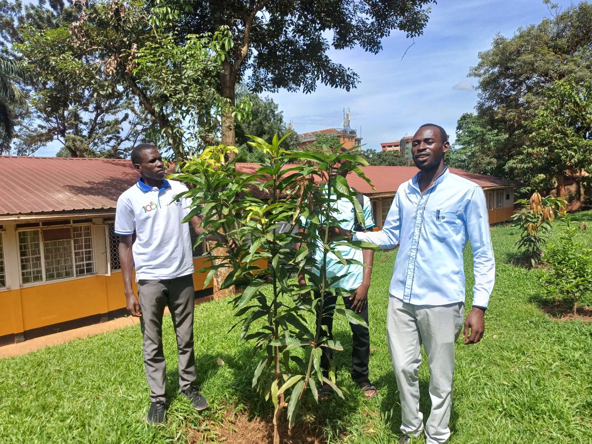 Tree care Inspection. Today at Makerere University Primary school during the sports activity we were able to check on trees we planted last year,. Indeed trees are doing extremely very nice and promising. Connect our souls to restoring the Environment
