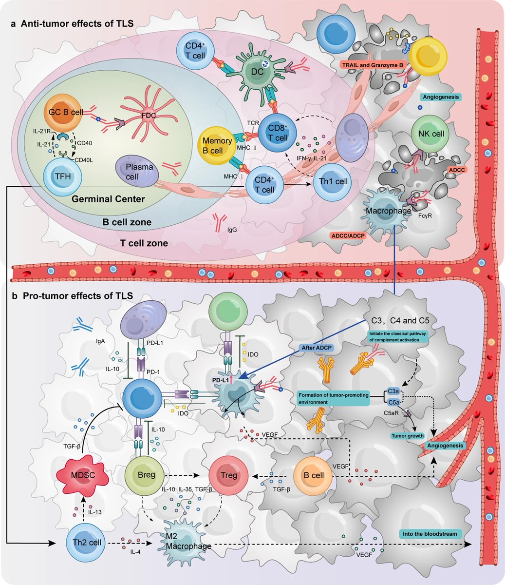 Immune_News's tweet photo. 🔎 In a recent review, scientists explore the dynamic interactions among T and B cell subpopulations of varying phenotypes that contribute to the structural and functional diversity of tertiary #lymphoid structures.

https://t.co/vpZho64ylk https://t.co/o8mYxN32ua