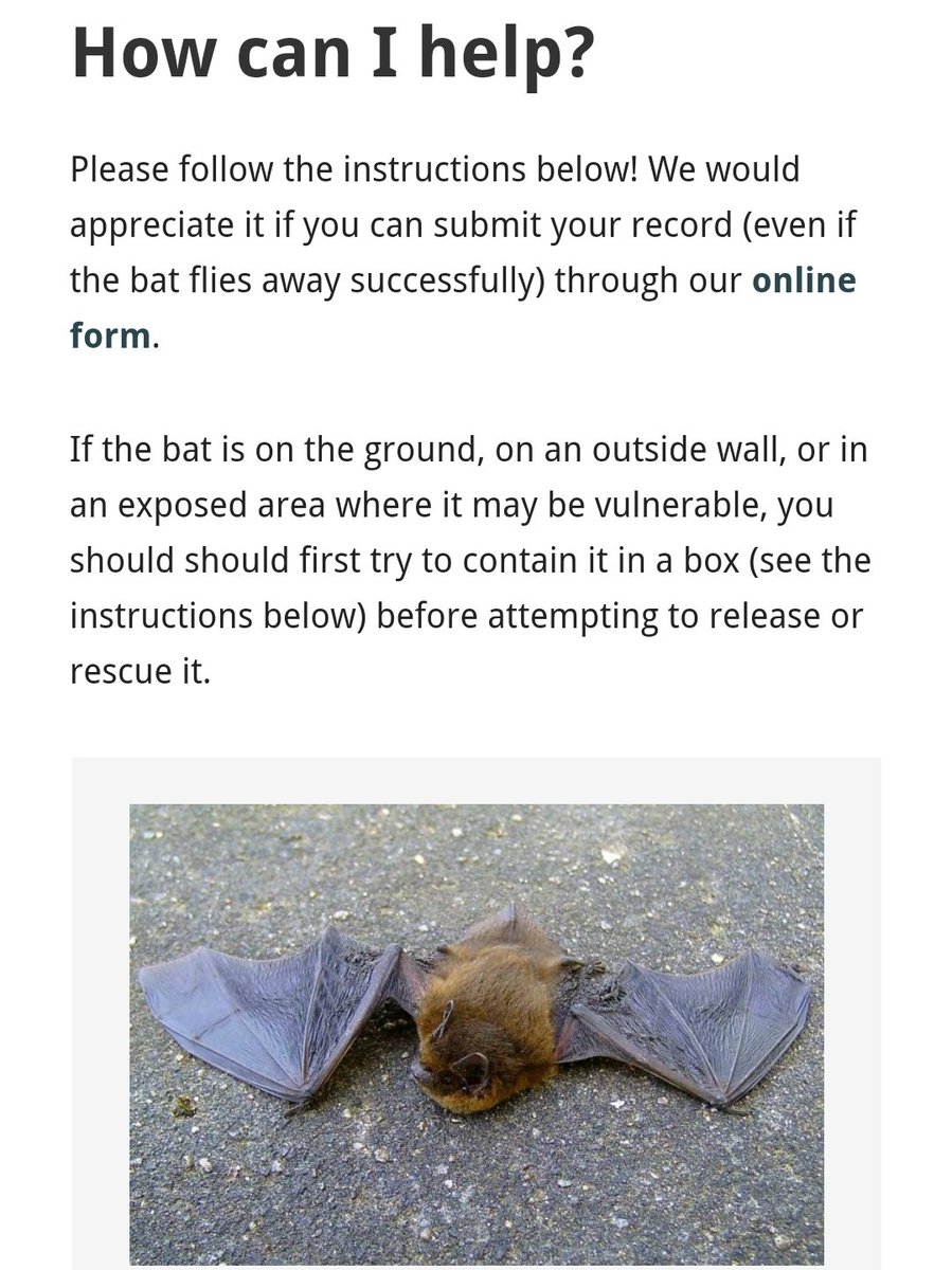 🦇Lots of rescues coming in today!  Find out how to contact us &amp; how to contain the bat 👇

facebook.com/share/p/fsvjFK…

#LoveBats