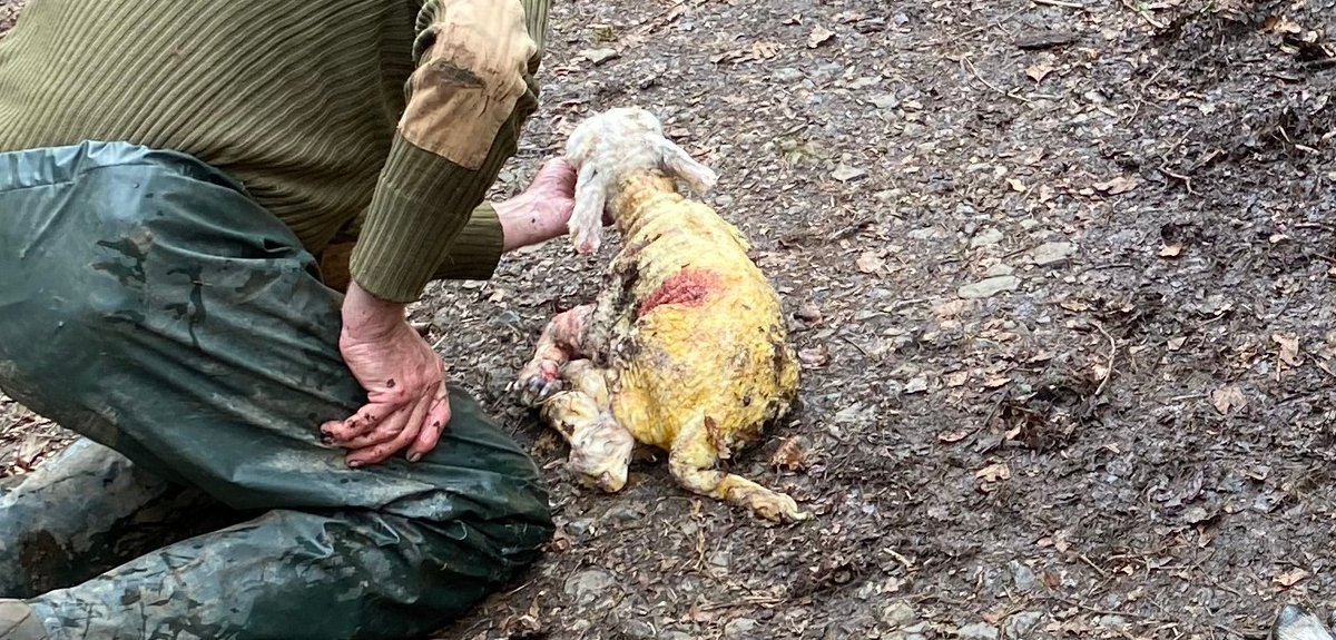Haltwhistle and Hexham crews were mobilised to a farmer in need today to rescue a sheep in lamb stuck down an embankment. A happy ending for all, Mother and baby doing well!