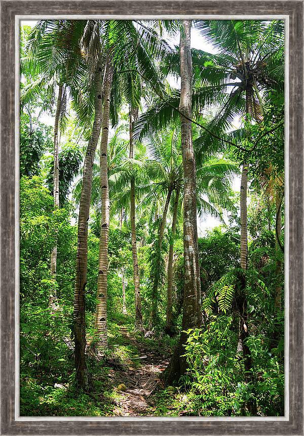 Looking for Tarzan Framed Print - HERE -james-insogna.pixels.com/featured/looki… 

#tropical #jungleart #AYearForArt #PhotographyIsArt #ArtMatters #shopontwitter #artprint #SmartSocial #wallart #officeart