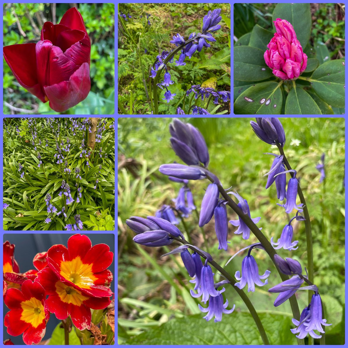 There are other colours available but the bluebells are dominant in this week’s #SixOnSaturday