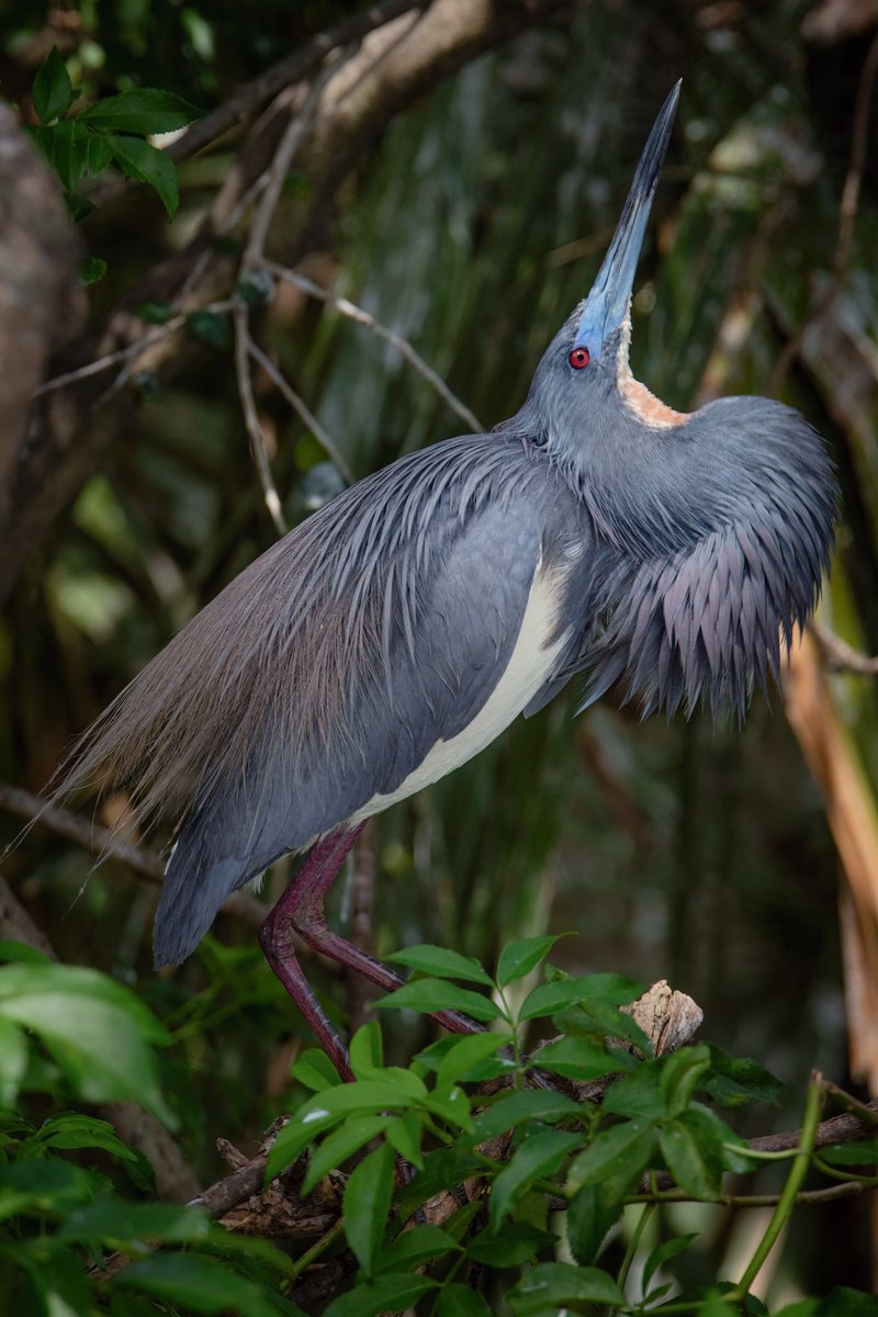 GOOD AFTERNOON #TwitterNatureCommunity A Tricolored Heron steps out of the shadows to display his Nuptial plumage to a nearby female. #BirdsOfTwitter #Birds #BirdTwitter