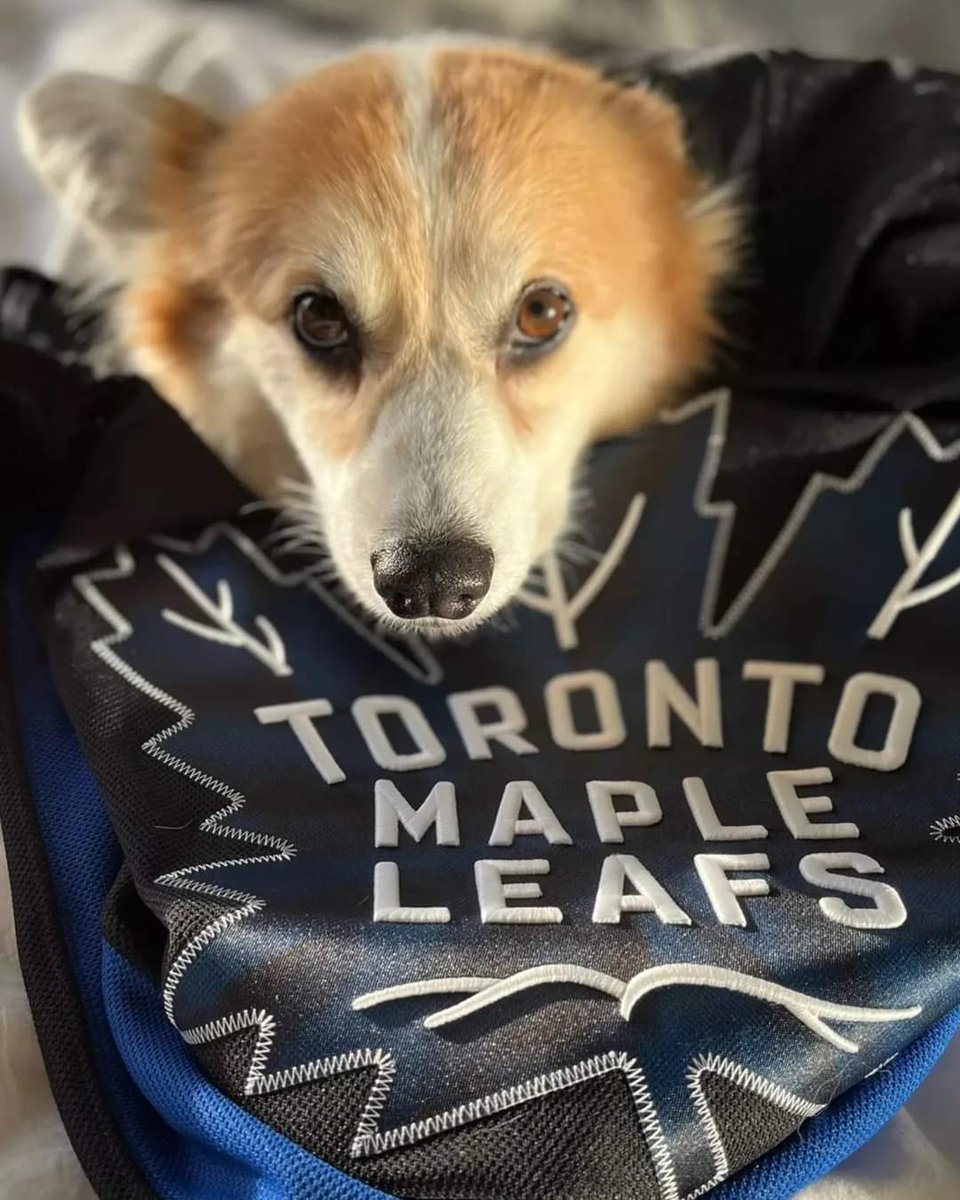 🏒🥅🍁 Go Leafs Go 🍁🥅🏒 @mapleleafs @nhl  #nhlplayoffs2024 
.
.
.
.
#GoLeafsGo #LeafsNation #tmltalk #leafsforever #leafsnation #nhl #nhlhockey #hockey #hockeylife #toronto #ontario #canada #corgi #hockeydoggos #Kimchithecorgi