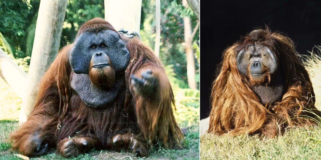 Ken Allen, the orangutan from San Diego Zoo, escaped his enclosure three times in the 1980s. His apparent goals were visiting other animals, throwing rocks at a despised orangutan rival, and taking photos with tourists. He never acted aggressively towards anyone during his