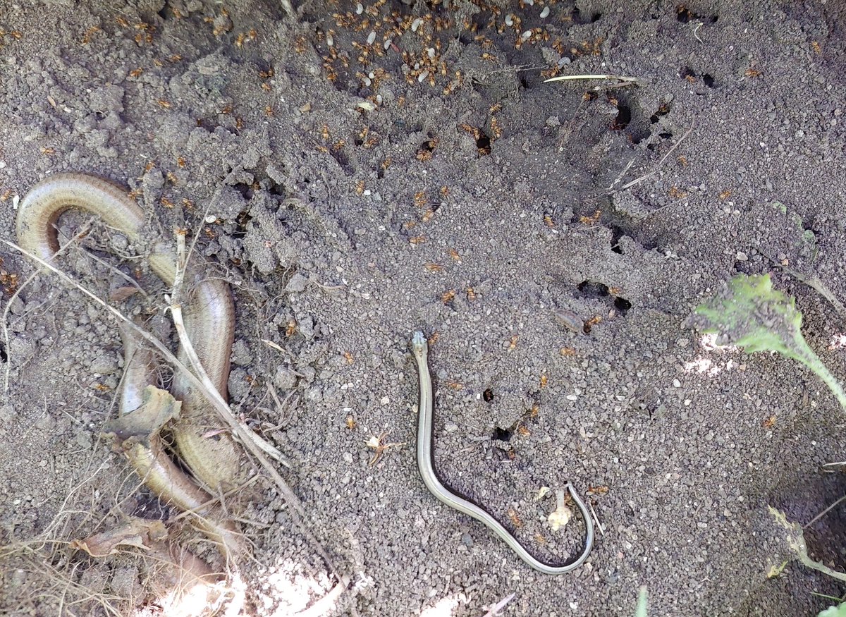 Teeniest tiniest silver sliver of a slow worm under the mat hanging with an adult for scale @ARGroupsUK <a href="/ARC_Bytes/">Amphibian and Reptile Conservation</a>