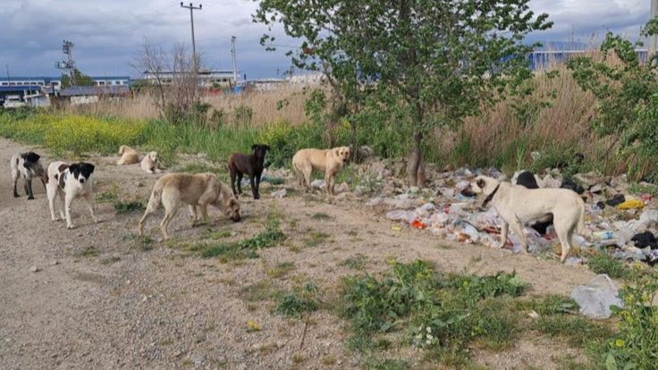 BAŞIBOŞ SOKAK KÖPEKLERİNE 'ÇÖZÜMSÜZLÜK' DÜZENLEMESİ! ▫️Hayvanlar için özel kaynak üretilecek. ▫️Hayvan hastaneleri için hazineden arazi tahsis edilecek. ▫️Belediyelere 'köpeklere hizmet için' ek kaynak ve teşvik verilecek. ▫️Köpek dernekleri ile birlikte hayvan bakım evleri