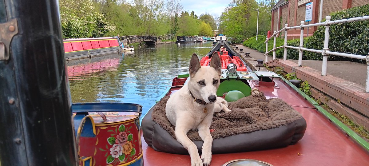 Boating dog is certainly happy there's space at the Ricky tesco mooring now for a quick stop trolly dash shop. New treats are possible 😃 😊 #boatsthattweet