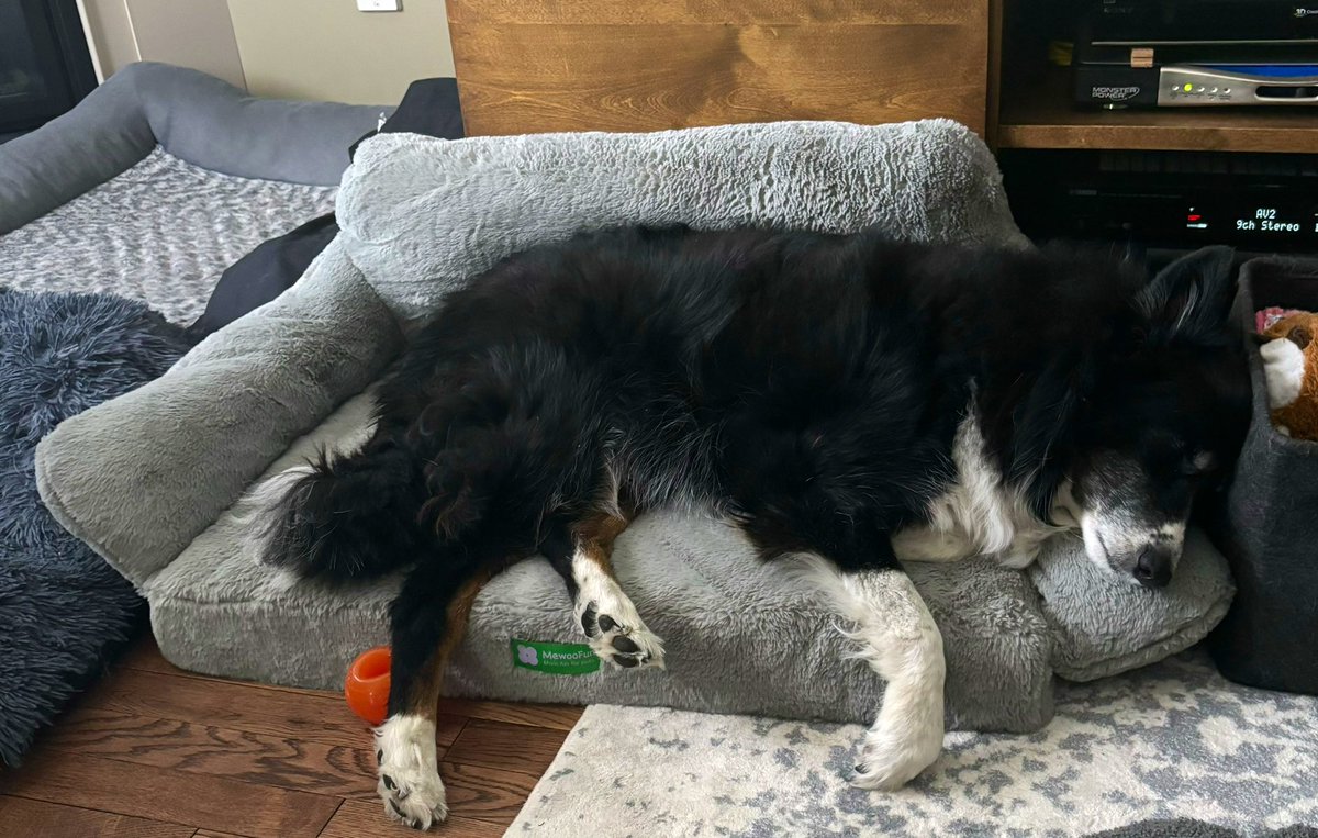 thecareyWo's tweet photo. Big Saturday morning here. Rider is testing out the new dog couch 🤣😂😭 #SoFluffy https://t.co/5OZ7iv167i