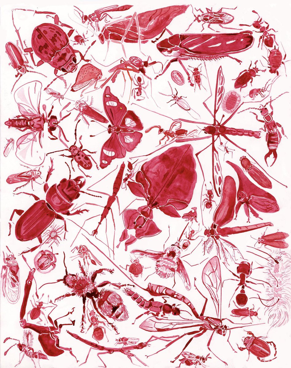 the_leafhopper's tweet image. hey! every single bug on this page was painted with cochineal red- paint made with the pigment FROM bugs! How cool is that!