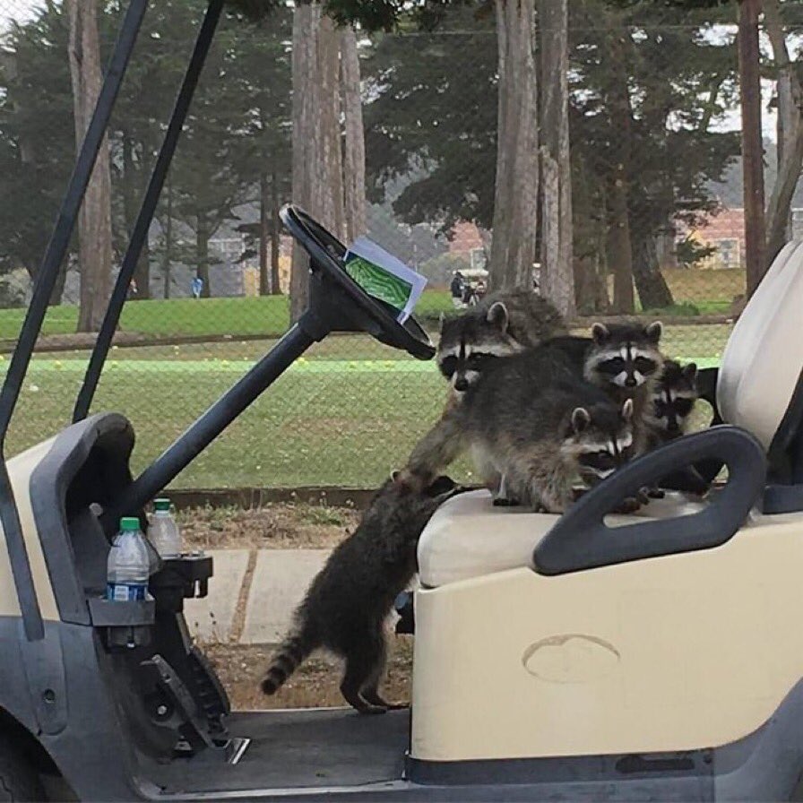 📣We are pleased to announce📣 🦝⛳️MaeBe’s Golf Ball Retrieval Services🦝 ⛳️ 💰 is now open for business 💰