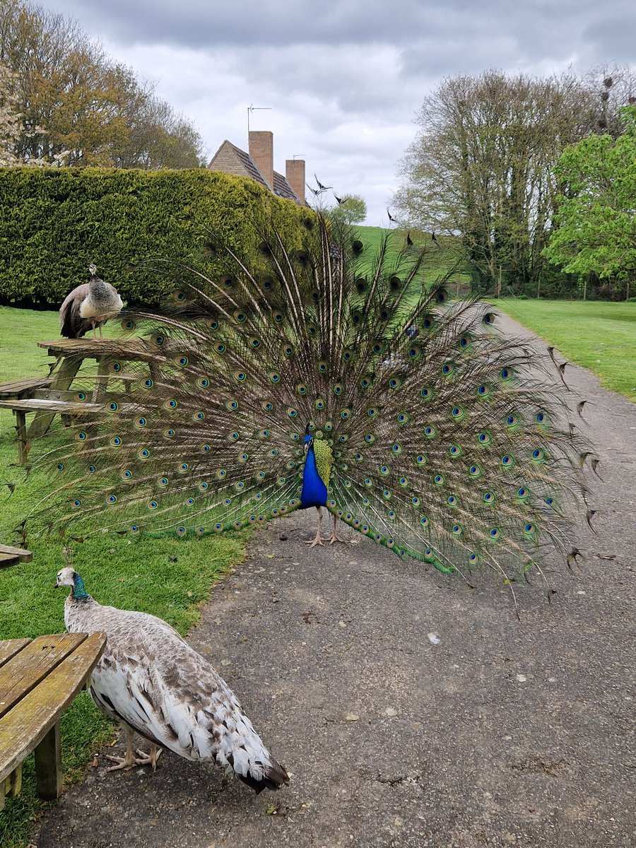 MrsP1991's tweet photo. Kirby Hall @EnglishHeritage 🦚 https://t.co/h3dzSW27qs