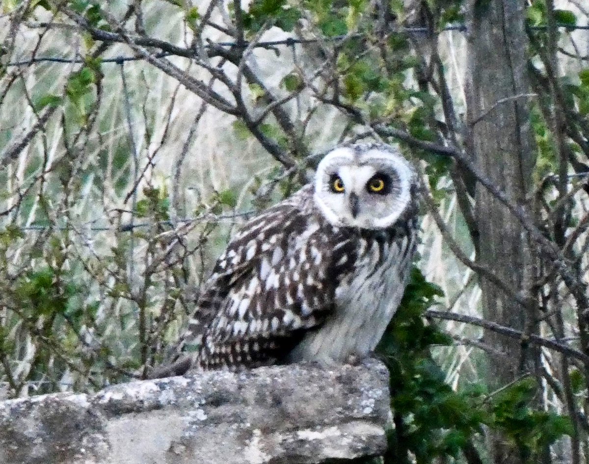 Short-eared Owl on a garden bird bath at St John’s Loch this morning! Photo by Sue Edwards. Another SE Owl at Auckengill, 6 Velvet Scoter & 4 BT Diver at Ackergill and the first Cuckoo of the year at Reay today #CaithnessBirds