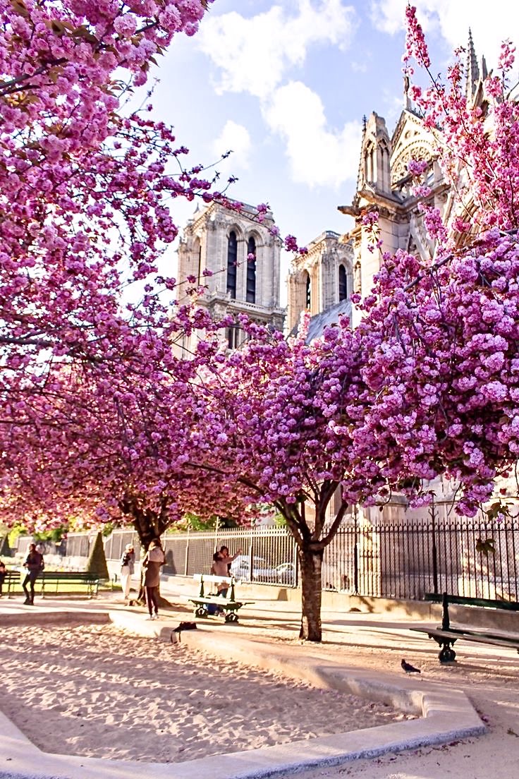 『ノートルダム大聖堂』パリ フランス🇫🇷⛪️🌸🌸🌸🩷🌿