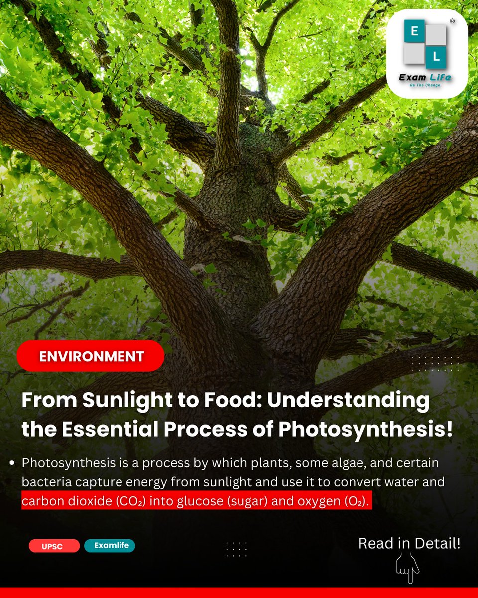 👉From Sunlight to Food: Understanding the Essential Process of Photosynthesis!Read in Detail:👇
tinyurl.com/upscsciencetop…

#Examlife #upscenvironment #photosynthesis #upscaspirants #upsc2024