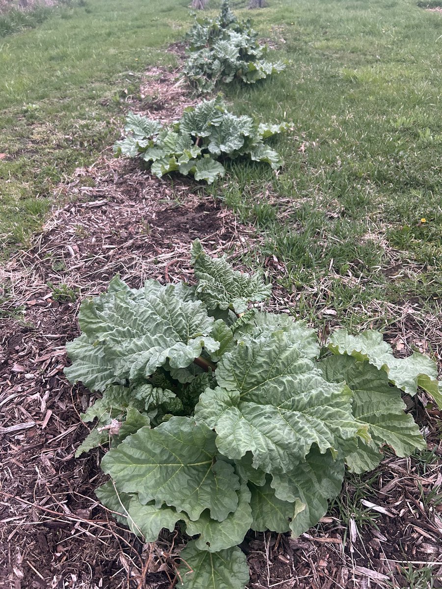Rhubarb is looking good but need help with the bed!  What do you use to prevent weeds? Landscape cloth, maybe?  I used mulch but obviously the grass is gaining on the bed.

#gardening #GardeningX #FarmLife #gyo #growyourown #growyourownfood #homestead