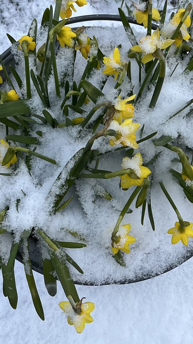 White #spring - white #April        #kevät #takatalvi #huhtikuu #rumpvinter #köldknäpp #eftervinter #coldsnap #sää #weather #coldspell #ThePhotoHour #StormHour #SnowHour #channel169 #Wetter #photography #GardeningX #4月