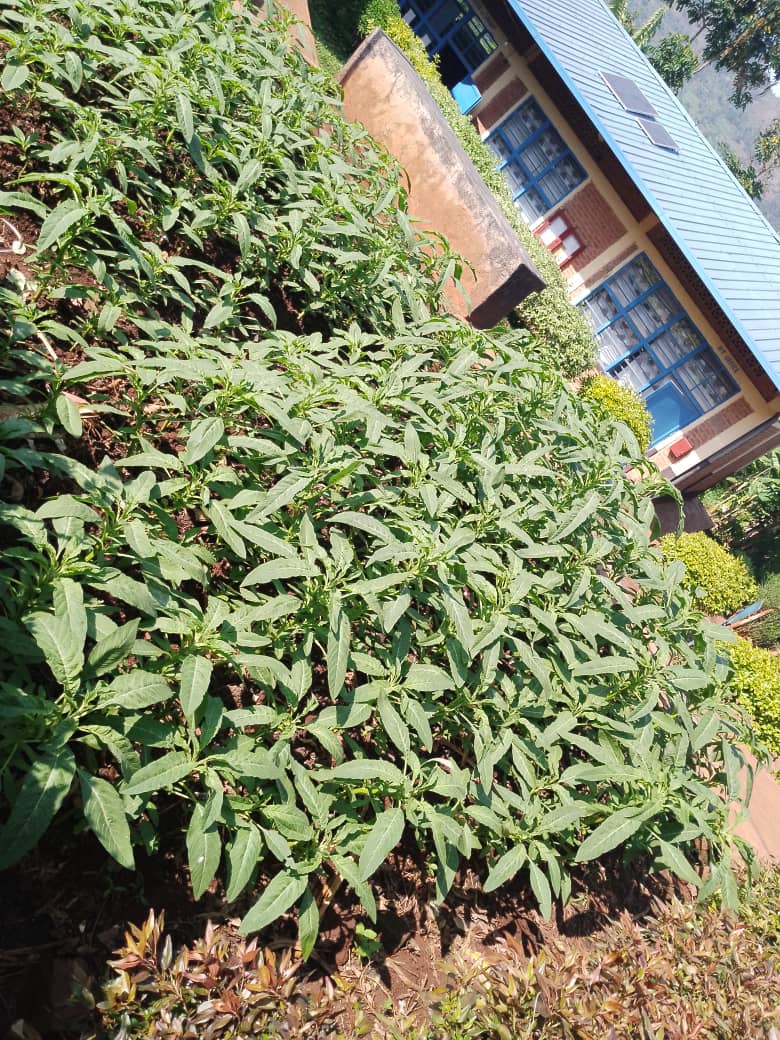 None mu bigo by'amashuri byo mu karere ka #Rusizi hakozwe umuganda wo guhinga no gukorera imboga zunganira school feeding.Iyi gahunda ishyizwemo imbaraga muri <a href="/RusiziDistrict/">Rusizi District</a>  intego ni uko imboga zose zigaburirwa abana ku mashuri zigomba kuba ari izahinzwe mu bigo by'amashuri.