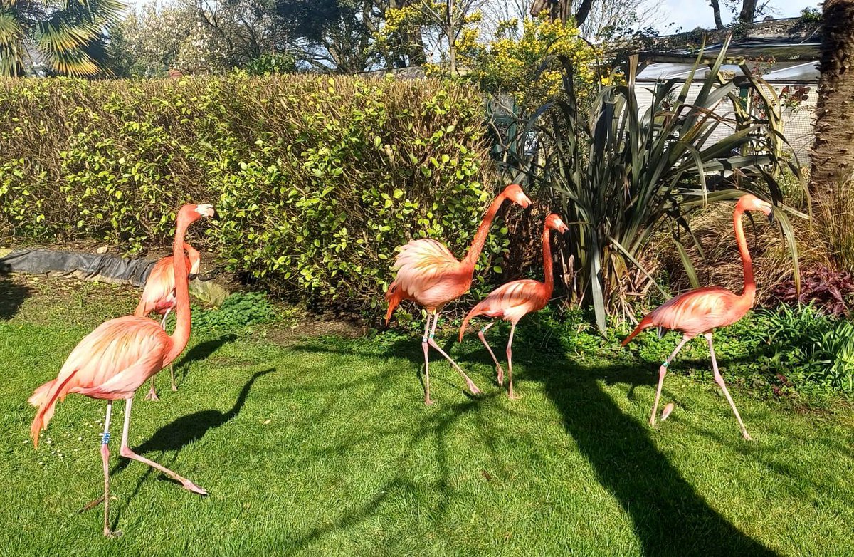 The Caribbean flamingos go for a walk in the sun 🦩☀️🙂 Photograph by Keeper Natasha