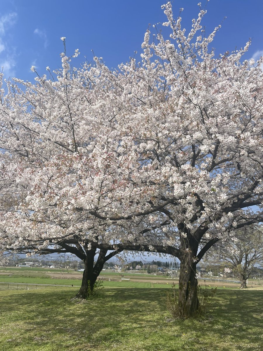 zu_mozu_mo's tweet photo. ご無沙汰しております😌

今日は地元に帰った時の桜をお届け☺️🌸
まさかのちょうど満開でとっても綺麗だったのでみんなにおすそ分けしちゃう🫶

・・・

4月が終わっちゃう寂しさと
5月からのわくわくどきどきと

ばたばたと生活しながらもそんなことを感じた今日この頃でした😌💭 https://t.co/0z9oyDs7iA