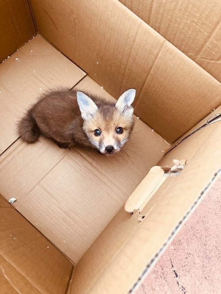 Did anybody order the smol one?