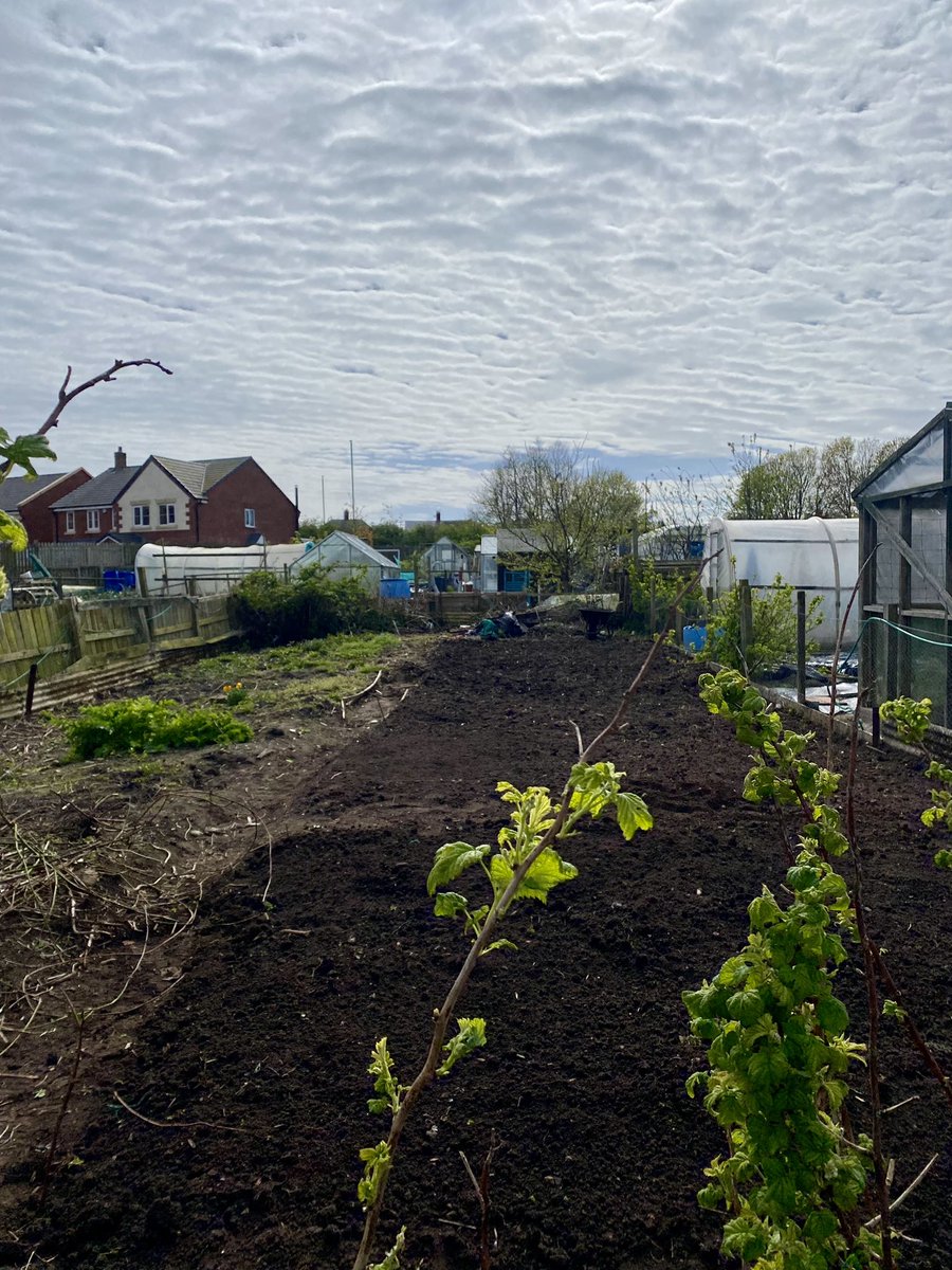 After waiting five years on the NT allotment waiting list, I have finally been given an allotment 😀

I love it already! Started clearing it today. Excited to turn it into an allotment oasis of organic fruit, veg and flowers💚

#TwitterNatureCommunity #Allotment