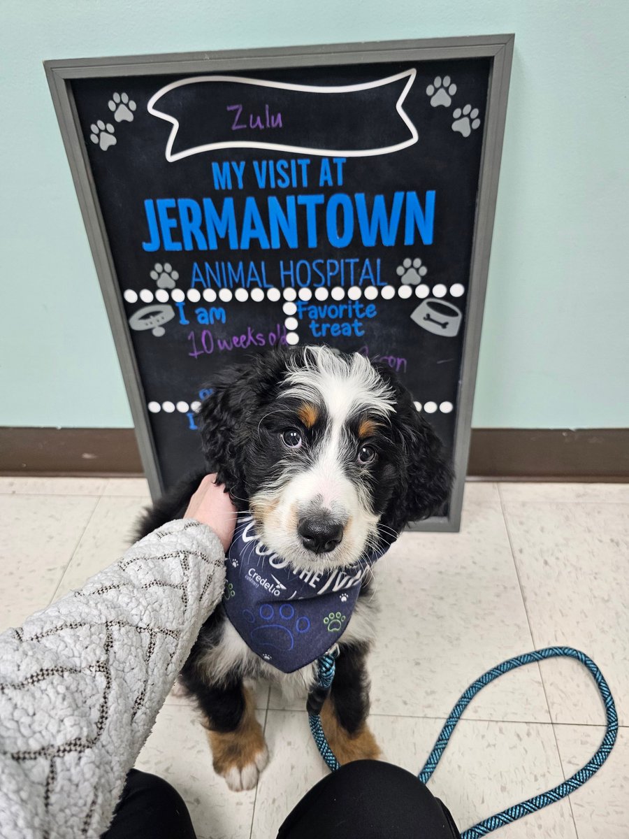 Meet Zulu, the newest addition to our fur family! 😍 This sweet pup is all set for her first vet visit and we can't get over how adorable she is! 🐶❤️ #PuppyLove #FurryFriend #FirstAppointment #JermantownAnimalHospital #Fairfax #Veterinarian #AnimalHospital #PetDentalCare #Pet...